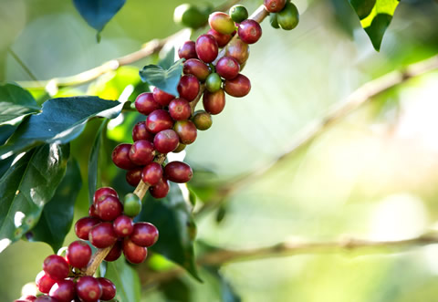 seguro agricola para cafezal graos de cafe