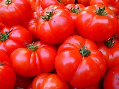 riscos para o seguro agricola de tomate