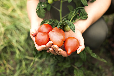 características do seguro agricola de tomate